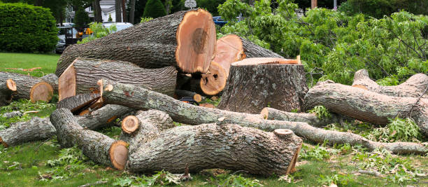 How Our Tree Care Process Works  in  Longmont, CO